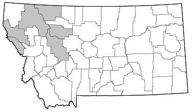 Desmocerus aureipennis piperi distribution in Montana
