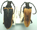 Desmocerus aureipennis piperi