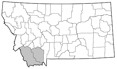 Dicentrus bluthneri distribution in Montana