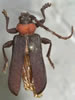 Ropalopus sanguinicollis