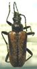 Acmaeops pratensis