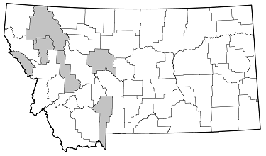 Grammoptera molybdica distribution in Montana