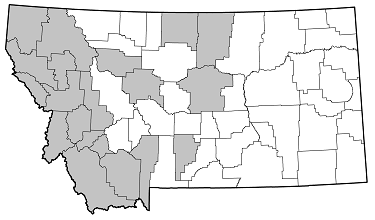 Grammoptera subargentata distribution in Montana