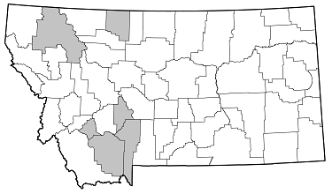 Hyperplatys aspersa distribution in Montana