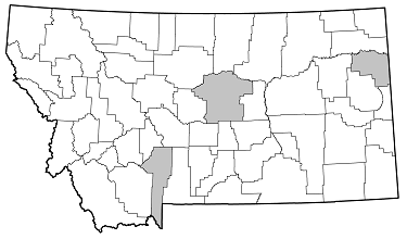 Hyperplatys maculata distribution in Montana