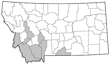 Judolia gaurotoides distribution in Montana