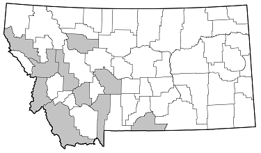 Judolia instabilis distribution in Montana