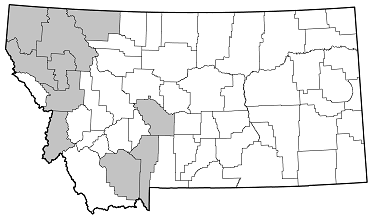 Judolia montivagans distribution in Montana