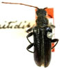 Cortodera nitidipennis