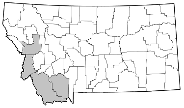 Leptura propinqua distribution in Montana