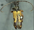 Xestoleptura crassipes