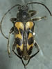 Judolia instabilis