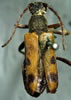 Xestoleptura tibialis