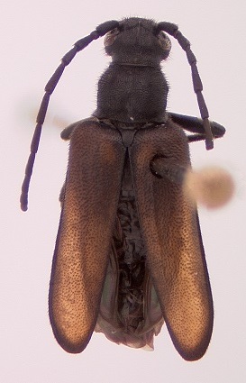 lepturinae sp