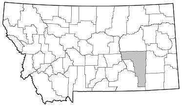 Mecas cana saturnina distribution in Montana