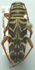 Megacyllene robiniae