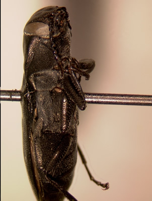 Melanophila acuminata