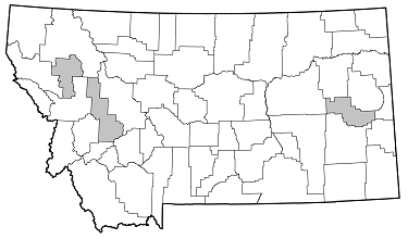 Molorchus bimaculatus distribution in Montana