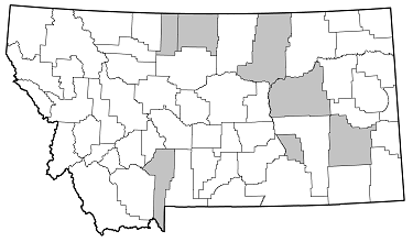 Moneilema annulatum distribution in Montana
