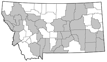 Monochamus clamator distribution in Montana