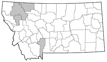Monochamus notatus distribution in Montana