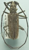 Monochamus notatus