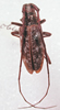 Monochamus obtusus