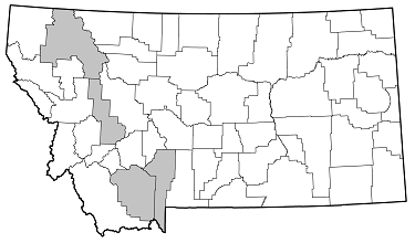 Neanthophylax mirificus distribution in Montana