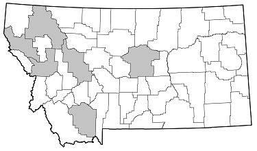 Necydalis diversicollis distribution in Montana