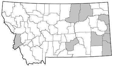 Neoclytus acuminatus distribution in Montana
