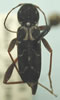 Neoclytus leucozonus