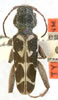 Neoclytus conjunctus