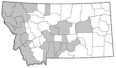 Neospondylis upiformis distribution in Montana