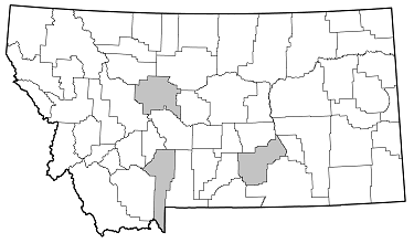 Oberea perspicillata distribution in Montana