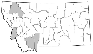 Oberea quadricallosa distribution in Montana