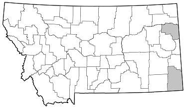 Oberea tripunctata distribution in Montana