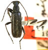 Grammoptera subargentata