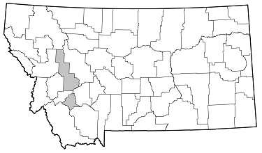 Phymatodes blandus distribution in Montana