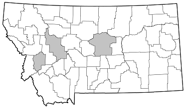 Phymatodes hirtellus distribution in Montana