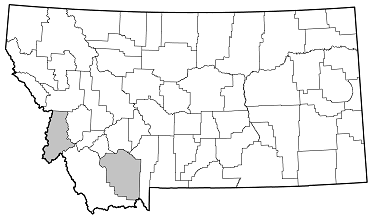 Phymatodes maculicollis distribution in Montana