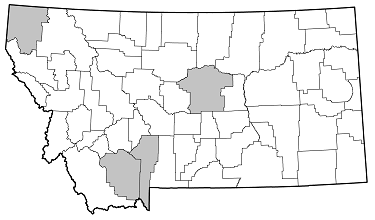 Phymatodes vulneratus distribution in Montana