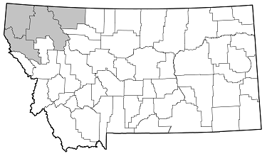 Pidonia scripta distribution in Montana
