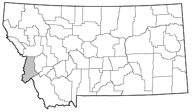 Poecilobrium chalybeum distribution in Montana
