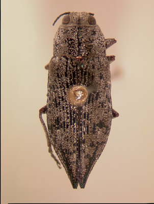 Poecilonota cyanipes habitus dorsal