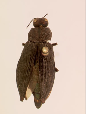 Poecilonota montana