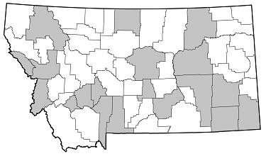 Pogonocherus mixtus distribution in Montana