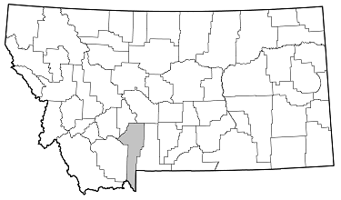 Pogonocherus pictus distribution in Montana