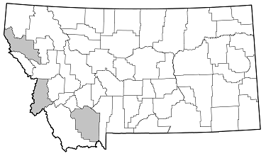 Pogonocherus propinquus distribution in Montana