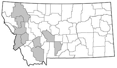 Poliaenus oregonus distribution in Montana