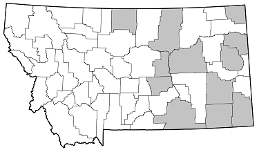 Prionus fissicornis distribution in Montana